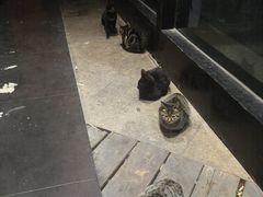 -洛克公园·篮球·足球·羽毛球(莘庄店)