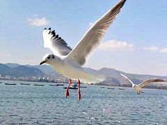 -海埂大坝