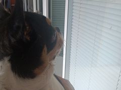 -瑞派福兴宠物医院犬猫全科·骨科·中西医结合(河东店)