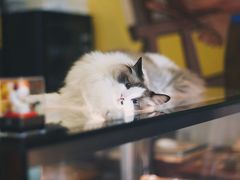 -咖法森林·咖啡  酒吧(天河店)