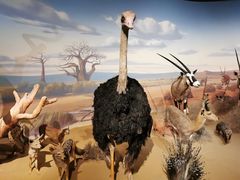 -陕西自然博物馆