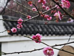 -重庆彩云湖湿地公园
