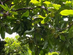 -南宁良凤江国家森林公园