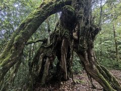 -云南屏边大围山国家公园