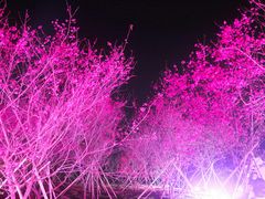 -天适樱花悠乐园
