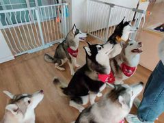 -Husky Go! 哈士奇体验馆·宠物咖啡厅狗咖