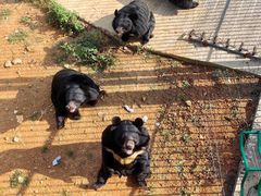 -贵州森林野生动物园