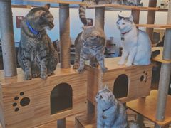 -喵园·猫主题咖啡厅·撸猫·猫咖(国贸店)