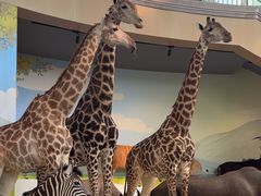 -陕西自然博物馆