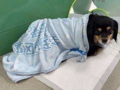 -利又安动物医院··老年病·猫科犬科·中兽医