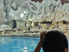 -帝企鹅自助餐厅•儿童岛•真企鹅(长隆企鹅酒店)