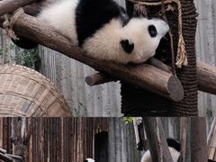 -成都大熊猫繁育研究基地