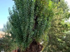 -张掖大佛寺景区