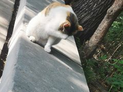 -四门塔风景区