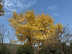 -苏州上方山国家森林公园