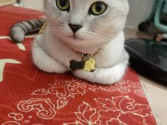 -瑞鹏宠物医院·骨科·猫科·内科(第一中心)