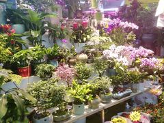 -花鸟鱼虫鲜花绿植市场(玉泉路店)