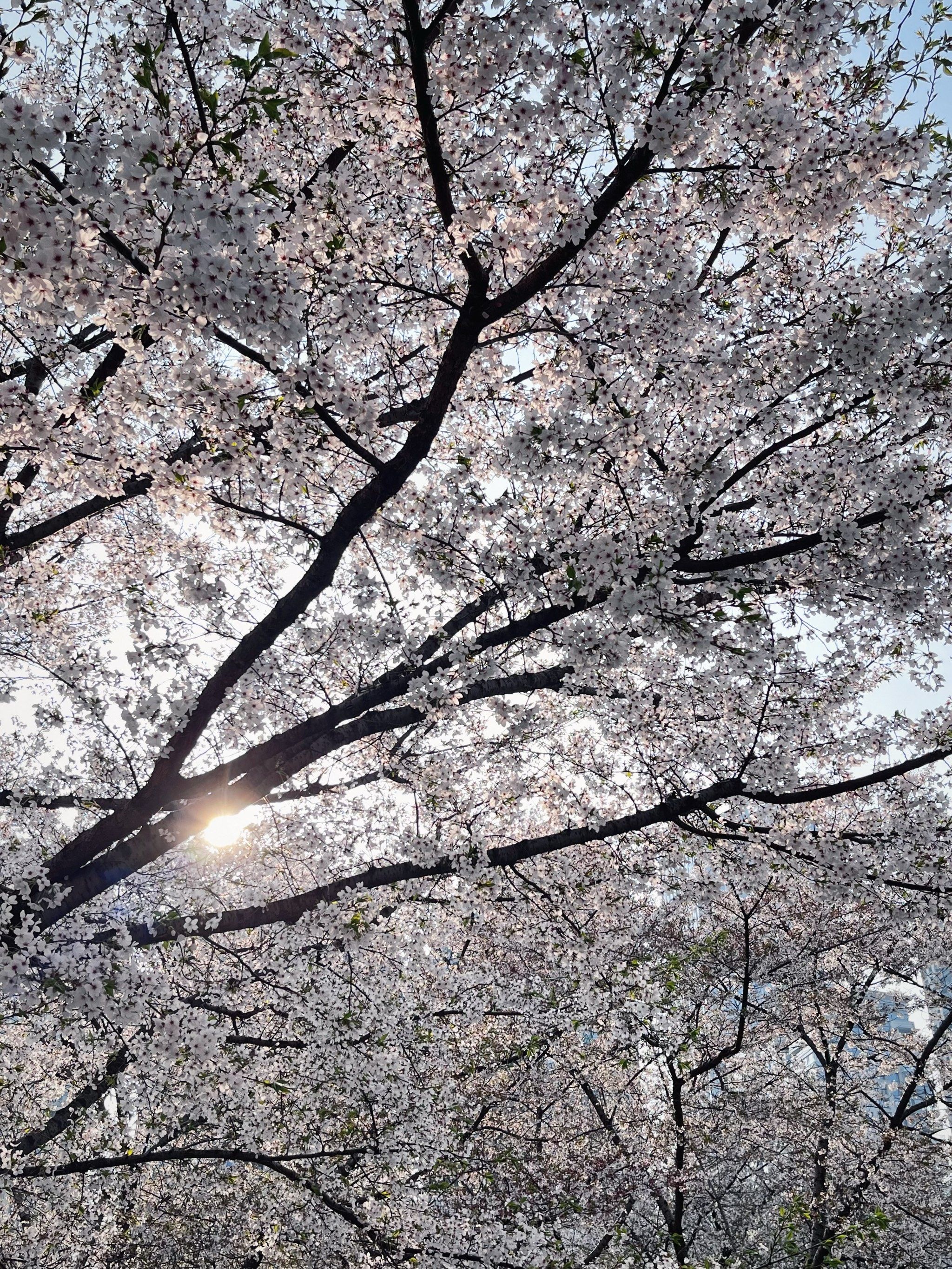 武汉赏樱好去处!西北湖广场的樱花开了
