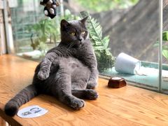-猫小院猫主题咖啡厅(北锣店)