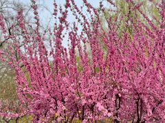 -永定河休闲森林公园