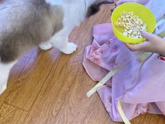 -猫冇咖·家门口的撸猫馆(大融城店)