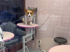 -FAELING PETS美天灵宠物(富力广场店)