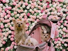 -百好乐宠物友好餐厅(朝外大街店)