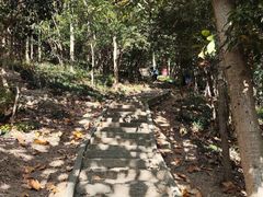 -上海佘山国家森林公园天马山园