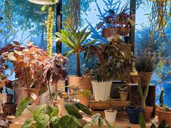-自由生长植物工作室(深港花卉中心店)