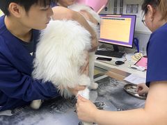 -谐和益家动物医院·免疫绝育·血液透析·宠保定点医院(高新伊藤分院)