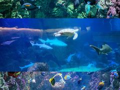 -海合安青岛极地海洋公园
