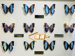 -上海昆虫博物馆