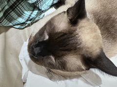 -藏猫猫咖啡主题馆(中央大道店)