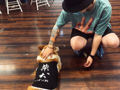 -豆柴町-柴犬主题狗咖(红鼎国际C座店)