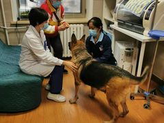 -北京观赏动物医院·24小时大型综合·猫专科·异宠专科