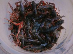 -同銮特种养殖场·龙虾垂钓