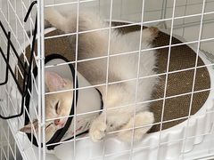 -屋虎猫馆(宝安大仟里店)