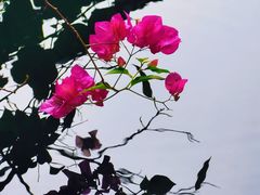 -三亚亚龙湾五号度假别墅酒店