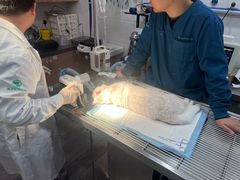 -瑞派名望志远动物医院·猫科·內科·异宠专科(直港大道店)
