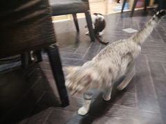-猫色咖啡·猫咖