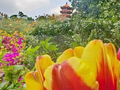 -深圳仙湖植物园