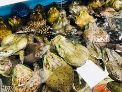 牛蛙-盒马鲜生(大成店)