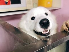 -唐小姐の猫狗洗护·购宠旗舰店(周浦万达店)