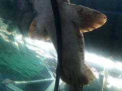 -悉尼海洋生物水族馆