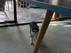 -喵屿·大理花园猫咖