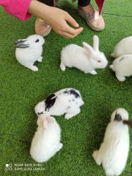 -萌宠亲子动物乐园(槐房万达店)