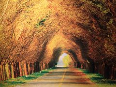 -黄海国家森林公园