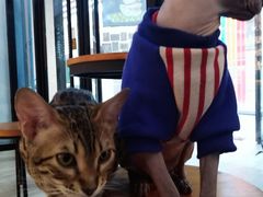 -猫咪咖啡·猫咖(万达广场店)