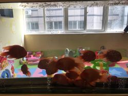 -杭州贝瑞斯美华妇儿医院·早孕·产检·儿科