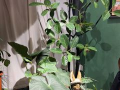 -Thai Basil罗勒叶泰式餐厅(时代天街店)